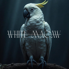 White Macaw