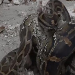 snakes on my money 🐍💵(trvsh)