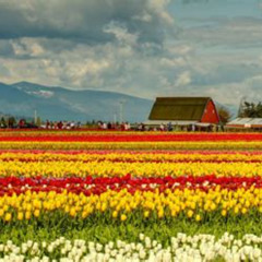 Review Special Price Skagit Valley Tulip Festival Day Tour From Seattle