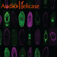AudioHelicase Special: Rebuilding a Body