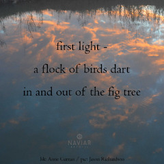 a flock of birds (naviarhaiku637)