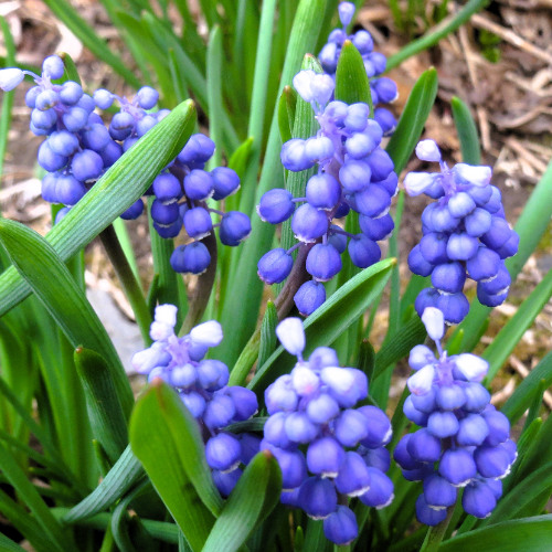 in the field of flowers