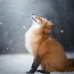 Kiko, Le Renard Des Neiges.