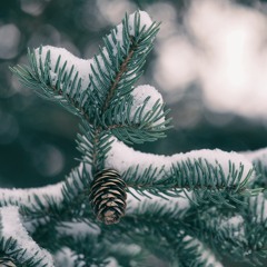 The Christmas Song Cover