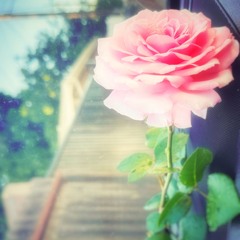 Persistent Limerence