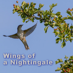 Wings of a nightingale