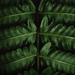 Plant Fibers