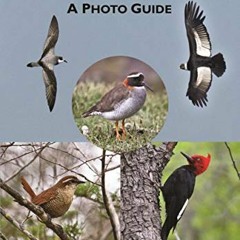 Get PDF EBOOK EPUB KINDLE Birds of Chile: A Photo Guide by  Steve N. G. Howell &  Fabrice Schmitt �