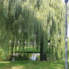 'Re-Route' Fractals Of Light