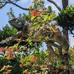 Book 01 Chapter 07 Dragon Song