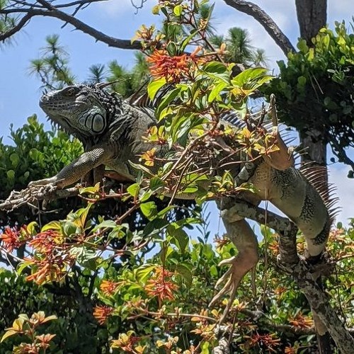 Book 01 Chapter 07 Dragon Song