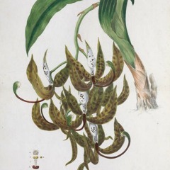 hk_fantaisies_tracks_366