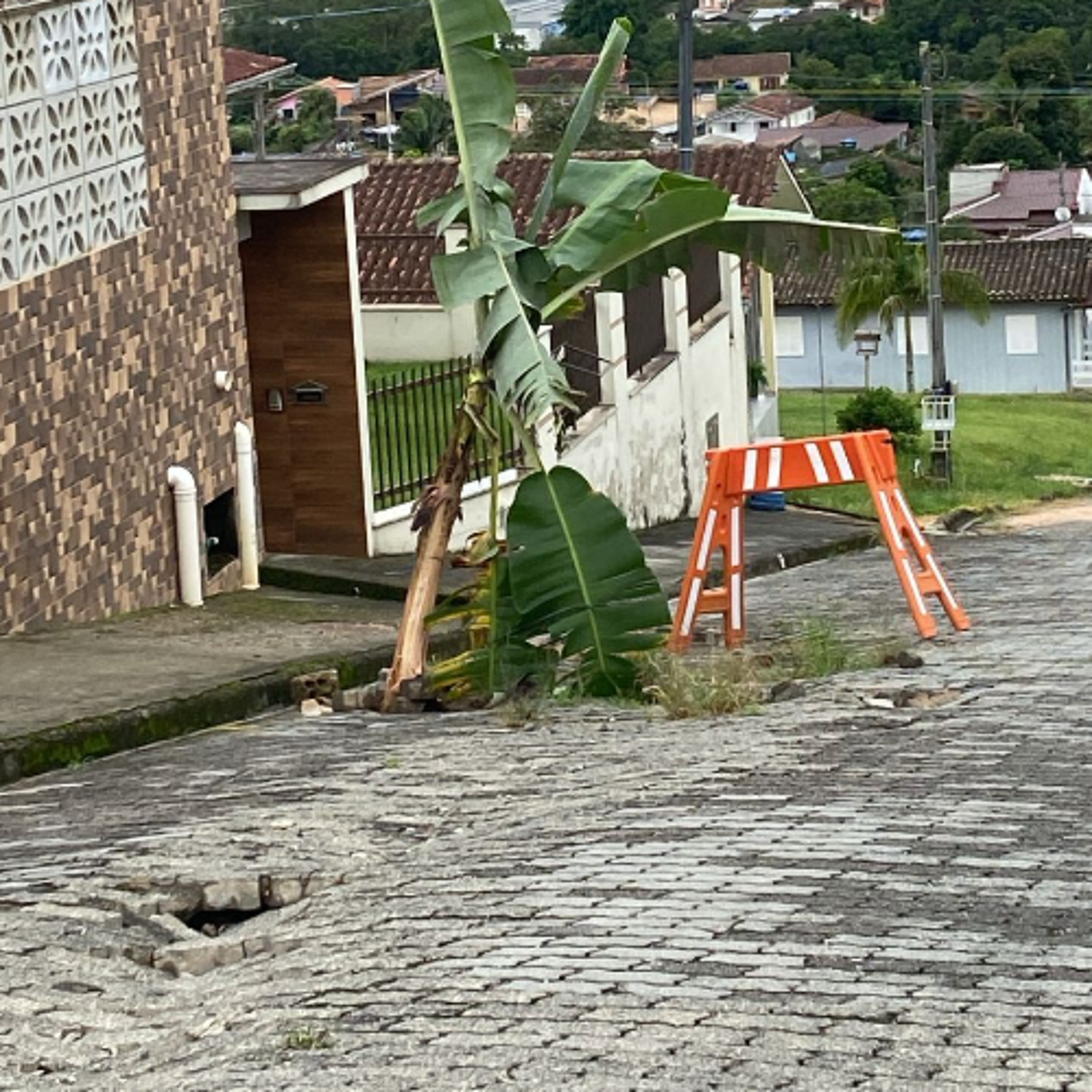 Bananeira em buraco vira símbolo de protesto em rua de Lauro Müller episode artwork