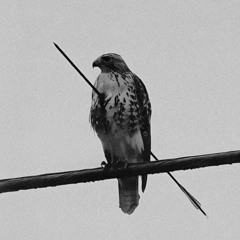 No Pain No Gain (prod. dmntxo)