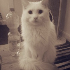 Dance - EDM - Mute Undergound REC