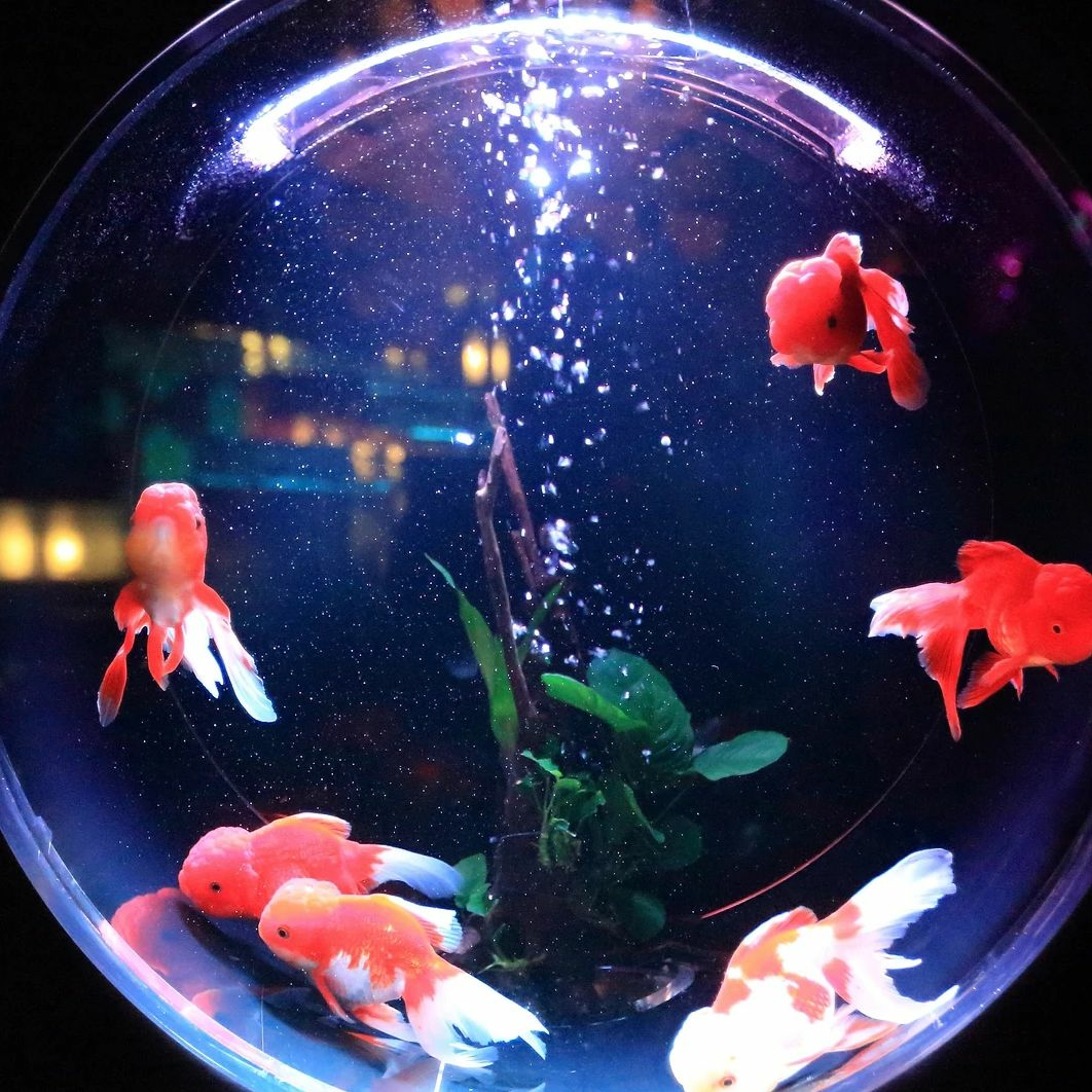Teaching Fish to Drive episode artwork
