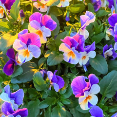 Noustan - Hypnotic feat. Arean (Hyper Angel Psycho Mix)