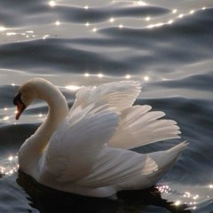 guest mixes & lovely hours