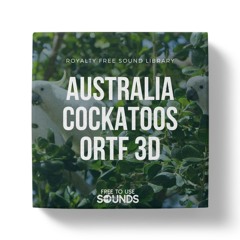 Cockatoos Screaming In Windy Forest ORTF 3D