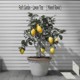 on Fool&#x27;s Garden - Lemon Tree ( Monvol Remix ) Free Download WAV