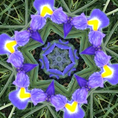 Blue Magic Iris Infinite Possibilities Harmoic D scale creativity blooming .m4a
