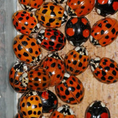 coccinelle freestyle (mh)