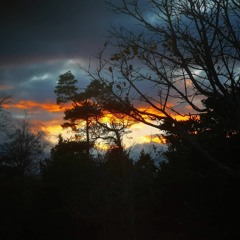 Hear - The Forest - Story and Soundscape