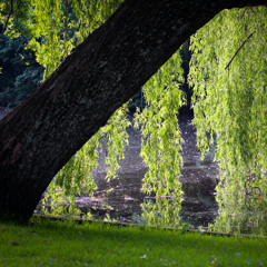 Weeping Willow