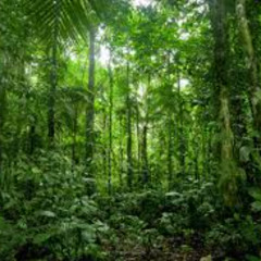 FOOLPROOF - Go deep in the jungle!