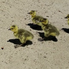 Duck Story
