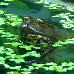 Gb Eating Gb Whilst Listening to Gb