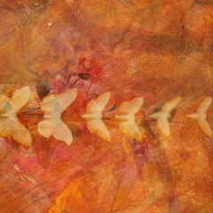 broken petals