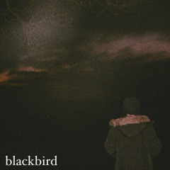 blackbird cover