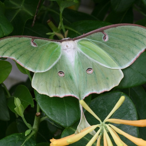 Stream Luna Moth By Crystal Bridges Museum Of American Art Listen Online For Free On Soundcloud
