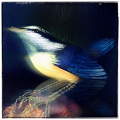 Sparrow (feat. Kevin Roberts on Drums/Percussion)