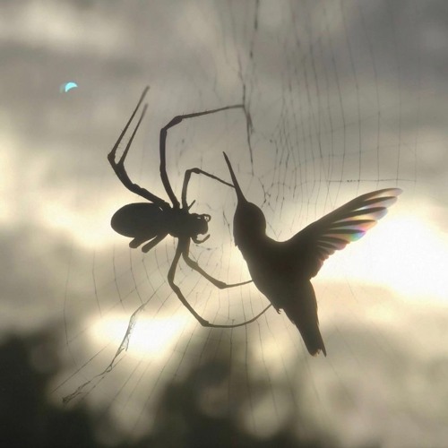 friend (p. glorykeyz)