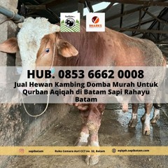 HARGA HEWAN QURBAN BATAM, Hub. 0853 6662 0008, Harga Hewan Qurban Harga Terbaik di Batam Sapi Rahayu