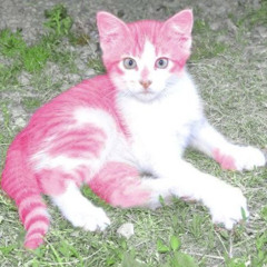 06 - this cat fast as fuck