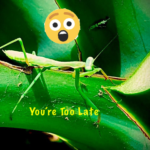 You're Too Late with Mr E on Trumpet & Ms S on La La