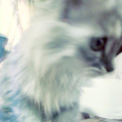 I held you like you were my link 2 heaven (vashti bunyan x devendra banhart x yukari)