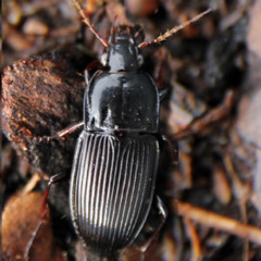 Episode 25: Good Bugs and Planting Naked Seed