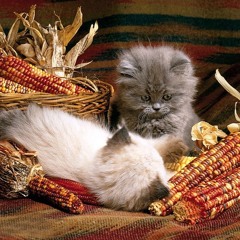 Folk - Kitten In The Corn