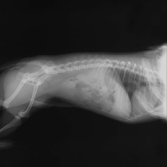 SpineLess