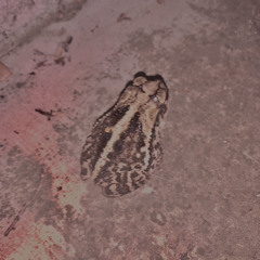 DigitalisFrog