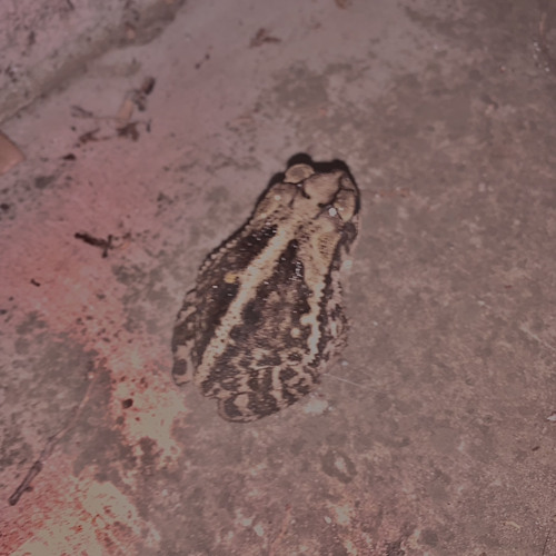 DigitalisFrog