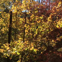 Thampsgibbing Fambly Bamnd