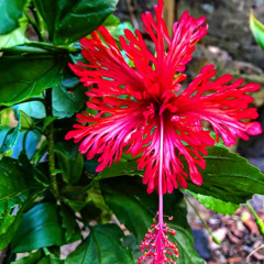 Girl,That Ass So Fat