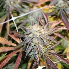 Smash n' Grab 10 years trying to cum