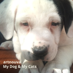 My Dog, My Cats