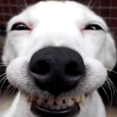 adore (prod. qazers)